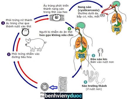 BsCK1. Võ Minh Hiếu Đầm Dơi Cà Mau