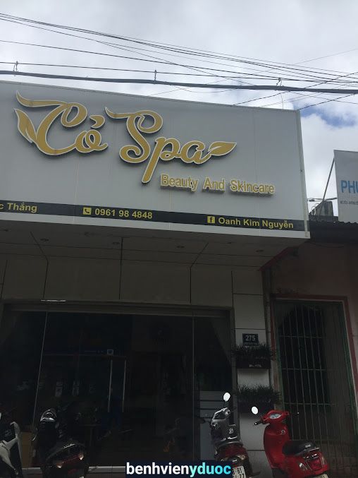 Cỏ spa Gia Nghĩa Đắk Nông