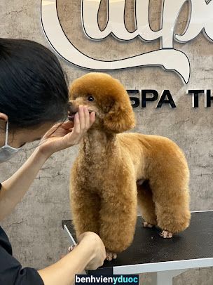 CUTPET - Hotel & Spa Cắt Tỉa Lông Thú Cưng Chó Mèo Bình Dương