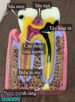 Nha Khoa Độ Lượng Vân Đồn Quảng Ninh