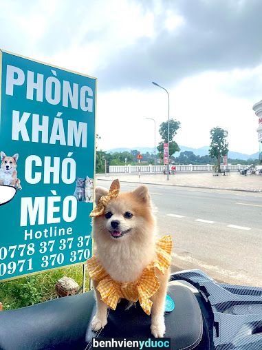 Phòng Khám Thú Y Cao Hoàng Thái Hoà Nghệ An