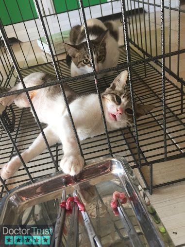Phòng khám thú y - spa chó mèo tại Hà lam Thăng Bình Quảng Nam