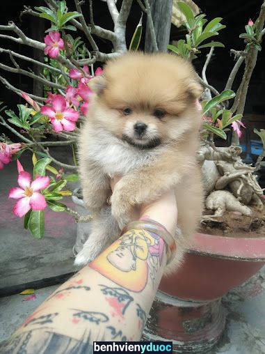 Tattoo Hoang Phi Long Giá Rai Bạc Liêu