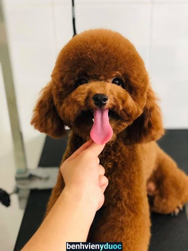 Yori Pet Spa (Tiệm Làm Đẹp Thú Cưng) Thủ Dầu Một Bình Dương